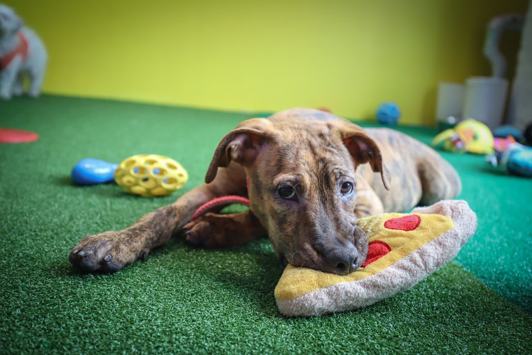 Marbles, a plott hound mix, is 3.5 months old, and is available to adopt!